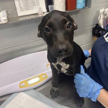 Charlie -  Mixed Breed Dog for Adoption in Summerville, South Carolina - Charlie | PetCurious