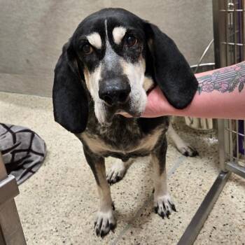 Ellie Paige -  Coonhound Dog for Adoption in Nashville, Indiana - Ellie Paige | PetCurious