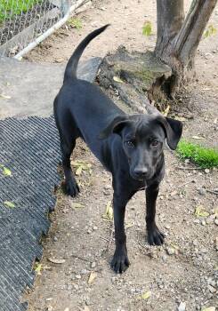 Labrador Retriever and Doberman Pinscher Dogs Available for Adoption in Liberty Center, Ohio - Fiska | PetCurious