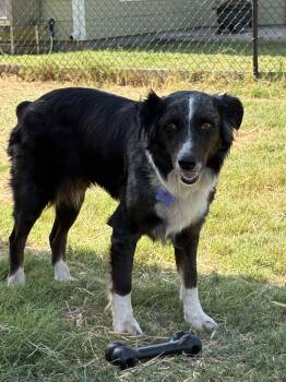 Sydney -  Australian Shepherd Dog for Adoption in Austin, Texas - Sydney | PetCurious