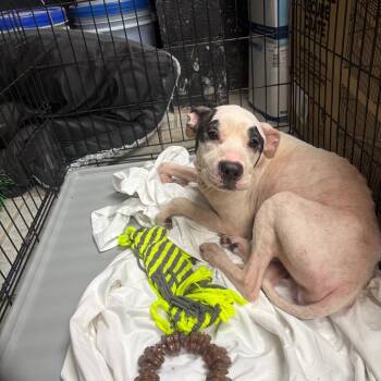 Rescue Mixed Breed Dogs for Adoption in Savannah, Georgia - Possum | PetCurious
