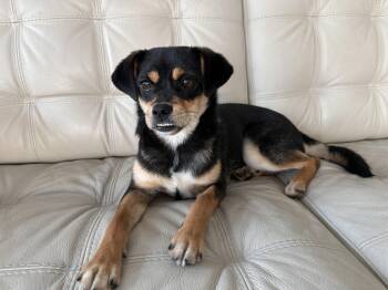 Peppa -  Mixed Breed Dog for Adoption in Markham, Ontario - Peppa | PetCurious