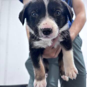 Kristoff-black  collar -  Mixed Breed Dog for Adoption in Bismarck, North Dakota - Kristoff-black  Collar | PetCurious
