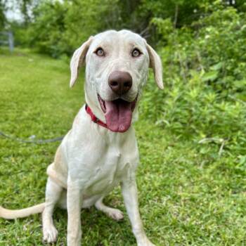 Yellow Labrador Retriever Dogs Available for Adoption in Missouri City, Texas - Macy | PetCurious