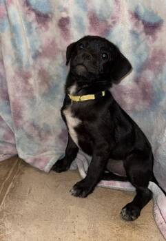 Pug and Border Collie Dogs Available for Adoption - Blueberry | PetCurious