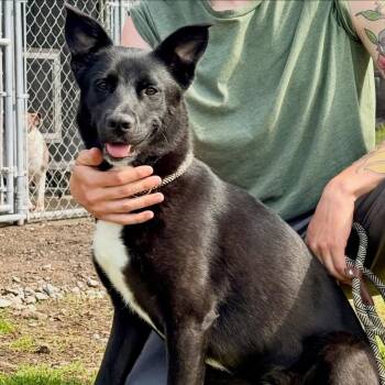 German Shepherd Dog Dogs Available for Adoption in Detroit, Michigan - Toothless | PetCurious