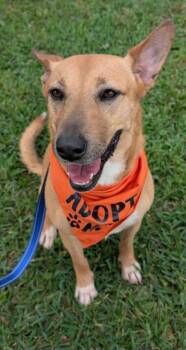 Cleo -  Carolina Dog and Mixed Breed Dog for Adoption in Houston, Texas - Cleo | PetCurious