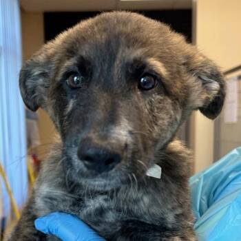 Ghostface -  Australian Cattle Dog Blue Heeler Dog for Adoption in Walnut Creek, California - Ghostface | PetCurious