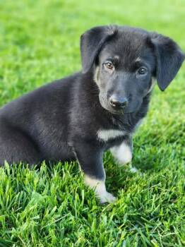 German Shepherd Dog Dogs Available for Adoption in Germantown, Ohio - Joui Wine “Joy” | PetCurious