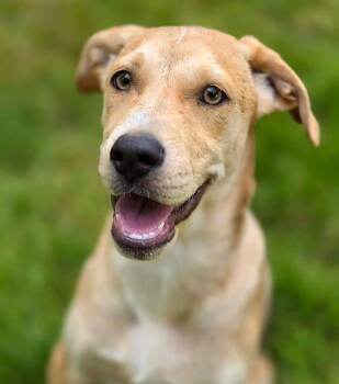 Feather (River litter) -  Siberian Husky and American Staffordshire Terrier Dog for Adoption in Silvana, Washington - Feather (River Litter) | PetCurious