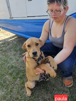 Labrador Retriever Dogs Available for Adoption - Paula | PetCurious