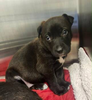 Shepherd and Mixed Breed Dogs Available for Adoption in Frankfort, Kentucky - Coralin | PetCurious