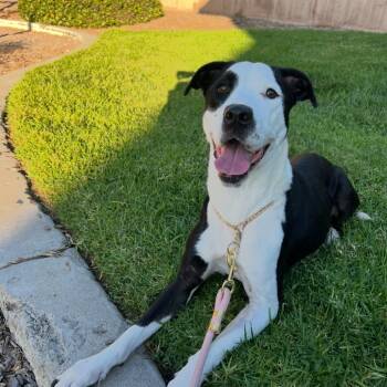 Rescue Border Collie and Labrador Retriever Dogs for Adoption in Escondido, California - Roxy | PetCurious