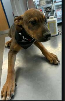 Casper -  Shepherd Dog for Adoption in Kingman, Arizona - Casper | PetCurious