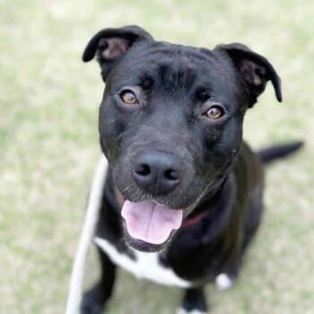 Elton -  Pit Bull Terrier and Mixed Breed Dog for Adoption in Atlanta, Georgia - Elton | PetCurious