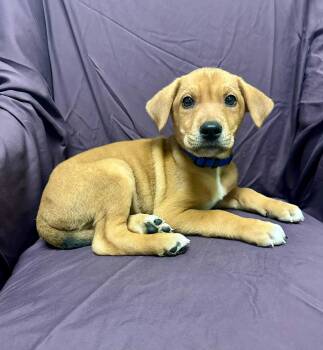 Shepherd Dogs Available for Adoption - Waylon Jennings | PetCurious