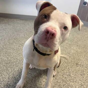 Pit Bull Terrier Dogs Available for Adoption - Salt Truck | PetCurious
