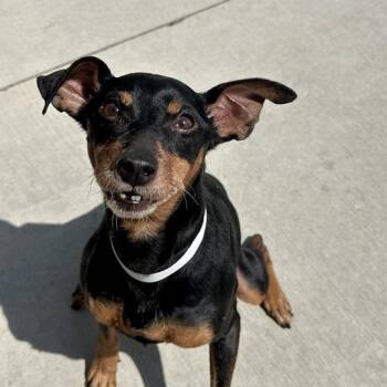 Fuego -  Miniature Pinscher Dog for Adoption in Matteson, Illinois - Fuego | PetCurious