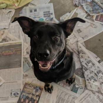 Tanner -  Mixed Breed Dog for Adoption in Walker, Michigan - Tanner | PetCurious