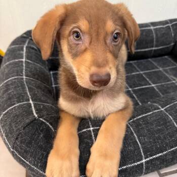 Dino -  Australian Shepherd and Mixed Breed Dog for Adoption in Tulsa, Oklahoma - Dino | PetCurious