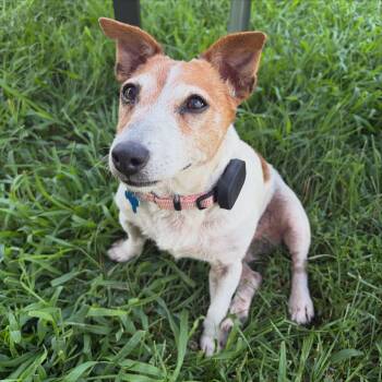 Rosalie -  Jack Russell Terrier Dog for Adoption in Hopkinton, Massachusetts - Rosalie | PetCurious
