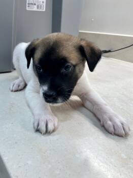 Rescue Labrador Retriever Dogs for Adoption in Baytown, Texas - RYLA | PetCurious