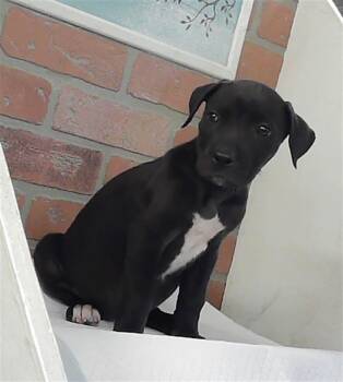 Staffordshire Bull Terrier and Mixed Breed Dogs Available for Adoption - DAYLILY | PetCurious