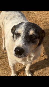 Mama Jo -  Australian Cattle Dog Blue Heeler Dog for Adoption - Mama Jo | PetCurious