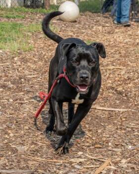Buoy -  Mixed Breed Dog for Adoption in Chamblee, Georgia - Buoy | PetCurious