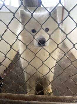 Samoyed Dogs Available for Adoption in Stiles, Pennsylvania - Jasper | PetCurious
