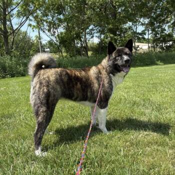 Gamora -  Akita Dog Available for Adoption in Monticello, Illinois - Gamora | PetCurious