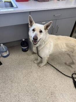 Mixed Breed Dogs Available for Adoption in Lafayette, Indiana - Twix | PetCurious