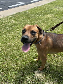Rescue Boxer Dogs for Adoption in St. Peters, Missouri - Roscoe | PetCurious