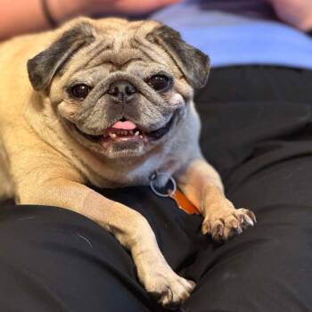 Rosie -  Pug Dog for Adoption in De Pere, Wisconsin - Rosie | PetCurious