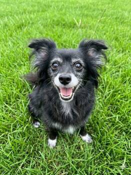 Dolly -  Chihuahua Dog for Adoption in East Hartford, Connecticut - Dolly | PetCurious