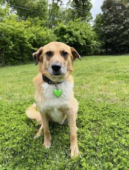 Labrador Retriever and Golden Retriever Dogs Available for Adoption - Momax | PetCurious