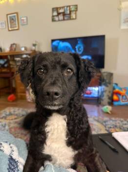 TEDDY -  Cocker Spaniel Dog for Adoption in Fosters, Alabama - TEDDY | PetCurious