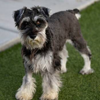 Rescue Schnauzer Dogs for Adoption in Peyton, Colorado - Clover (AG25-173) | PetCurious