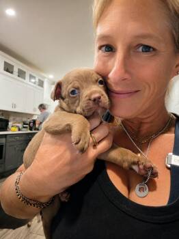 Diego -  Pit Bull Terrier Dog for Adoption in Hortense, Georgia - Diego | PetCurious