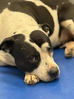 Mixed Breed Dogs Available for Adoption - DIAMANTE | PetCurious
