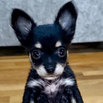 Tart N Tiny -  Chihuahua Dog for Adoption in Thompson