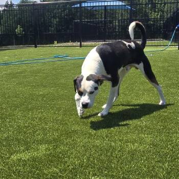 Diesel -  Mixed Breed Dog for Adoption in Greenville, South Carolina - Diesel | PetCurious