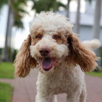 Dusty -  Standard Poodle Dog for Adoption in Bradenton, Florida - Dusty | PetCurious