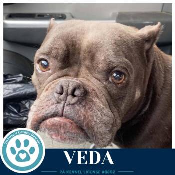 Veda 091926 -  American Bulldog Dog for Adoption in Kimberton, Pennsylvania - Veda 091926 | PetCurious