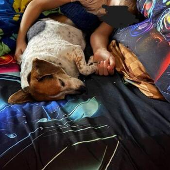 LuLu -  Beagle and Mixed Breed Dog for Adoption in Kent, Washington - LuLu | PetCurious