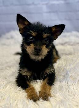 Terrier Dogs Available for Adoption in Snyder, Texas - Punky Brewster | PetCurious