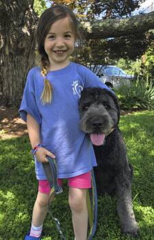 Ruby -  Bouvier Des Flandres Dog for Adoption in Candler, North Carolina - Ruby | PetCurious