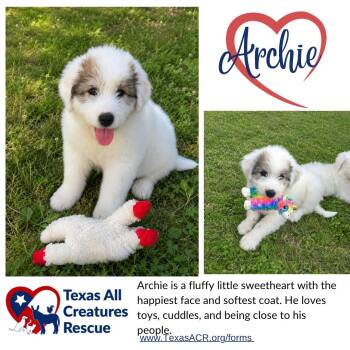 Sheep Dog Dogs Available for Adoption in Alvarado, Texas - Archie | PetCurious