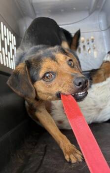 Kraken -  Spaniel and Chihuahua Dog for Adoption in Fresno, California - Kraken | PetCurious