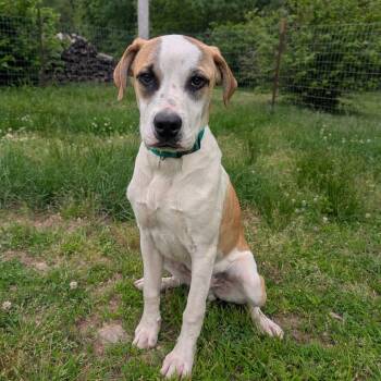 Friga -  Hound Dog for Adoption in West Plains, Missouri - Friga | PetCurious